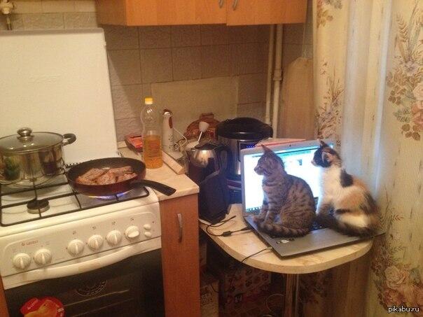 cats_and_coding